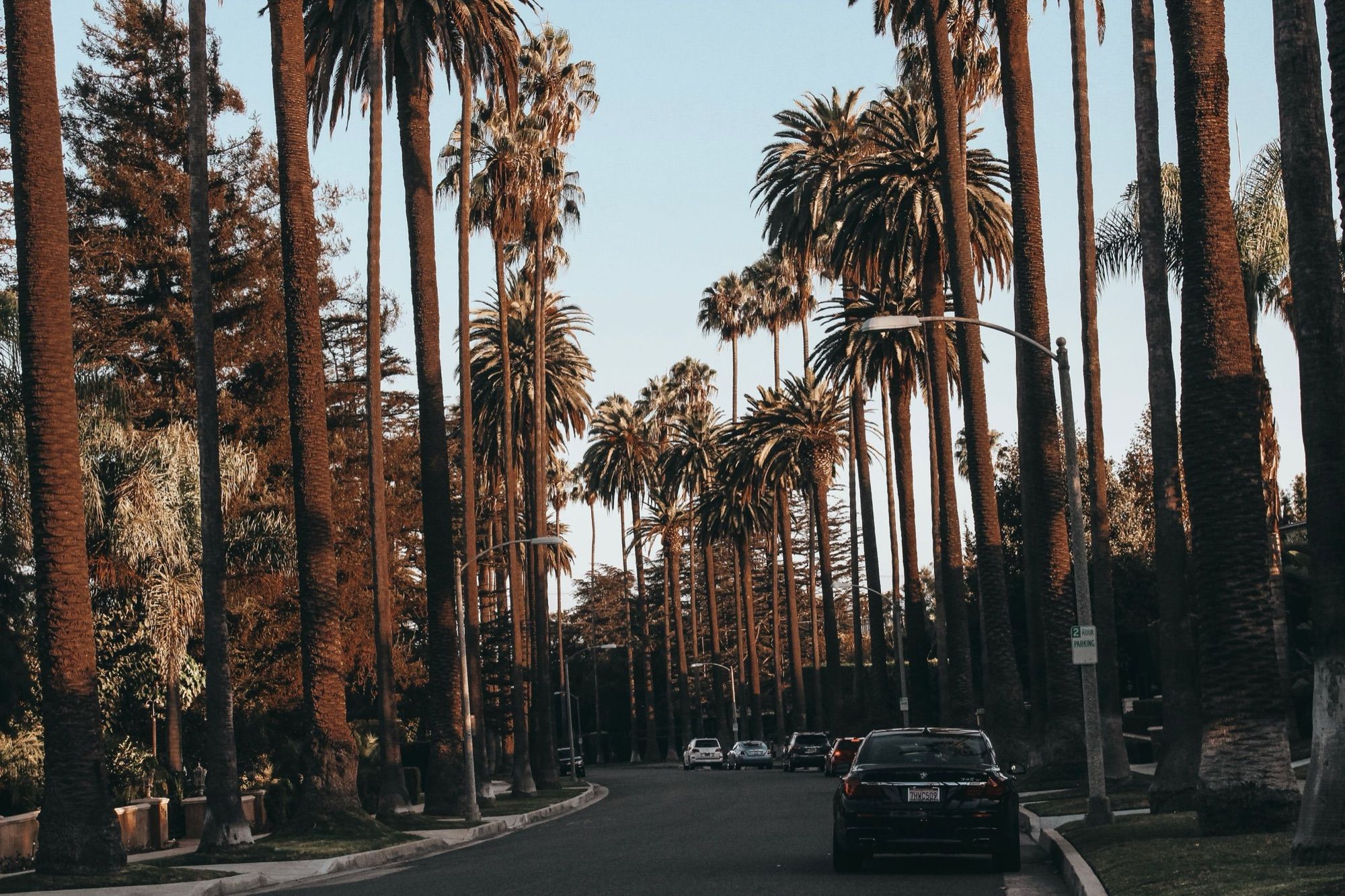 A palm-lined street in Beverly Hills
